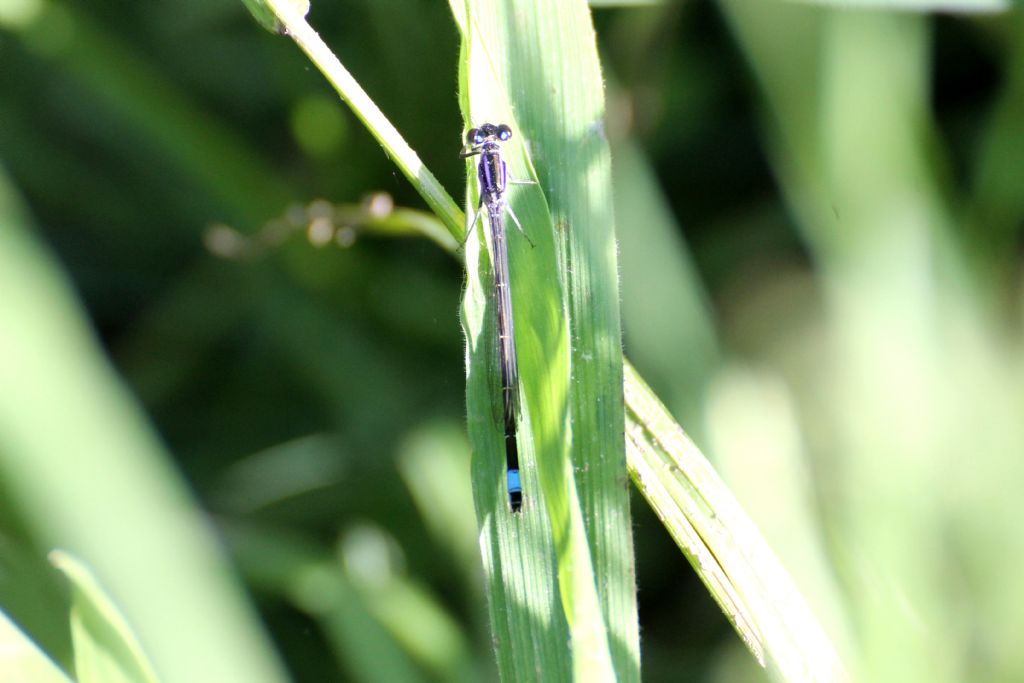 Tutte Ischnura elegans?  S, femmine immature di varie 